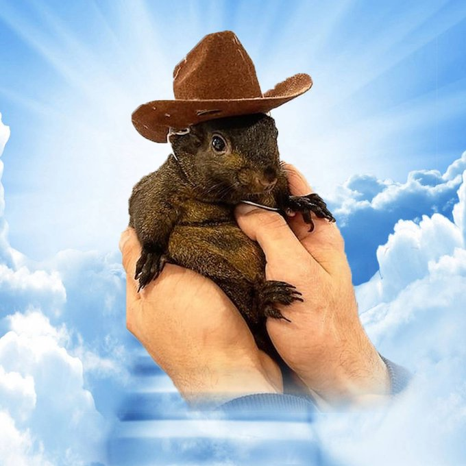 <a href="/ianheinischmma/">Ian Heinisch</a> Absolutely blessed week. ahead of us.

I was wondering if you have heard about $PEANUT, a beautiful Squirrel that was mutilated.

$PEANUT is more than just a meme coin—it’s a movement. With its adorable mascot, a story of injustice, and a community-driven rebellion against the