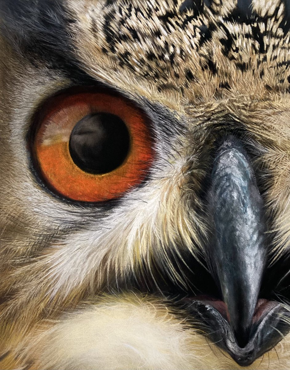 Owl pretty much finished been a fun one to do. Pastel pencil and soft pastel on pastelmat. Hope everyone's having a great weekend 🦉.
#art #realism #realisticdrawing #owl #owls #birdart #artistic #birdartwork #artworks #wildlife #illustration #arty #artsy