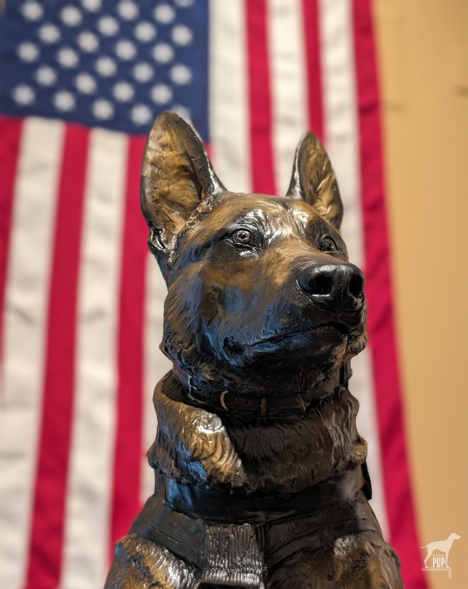 IntrepidPup's tweet photo. 🎨🐕 This week’s #ArtfulPup is a statue of a Belgian Malinois wearing a full deployment kit. Rendered in bronze in 2018 by sculptor Lena Toritch, this piece is a tribute to the K9 Special Operations Forces who have died in the line of duty. Seen at @napamuseum.#museumdogs https://t.co/NNLHgx62O9