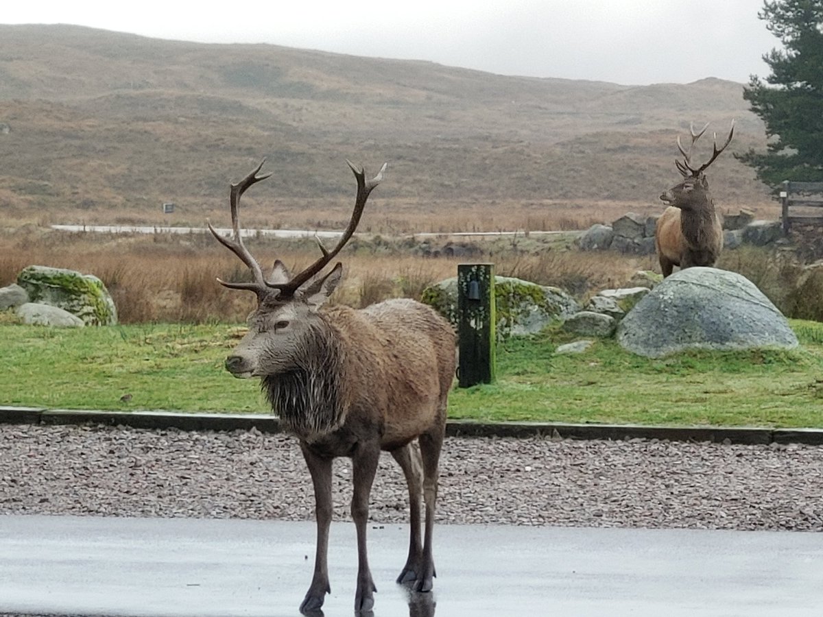 How do you do noble beasts