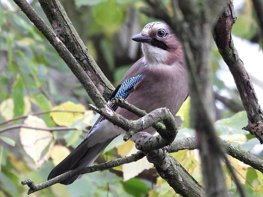 IanFouk's tweet image. Jay x2, Reed Bunting male, Bullfinch x6 this morning at Cowpen Bewley Woodland Park.
Also brief visit by a Treecreeper.
@teesbirds1