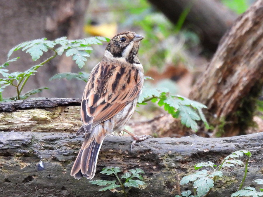 IanFouk's tweet image. Jay x2, Reed Bunting male, Bullfinch x6 this morning at Cowpen Bewley Woodland Park.
Also brief visit by a Treecreeper.
@teesbirds1