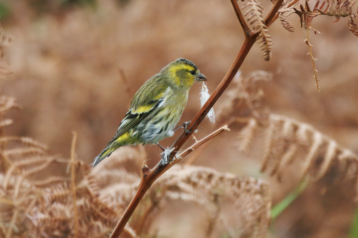A nice wander around Peninnis &amp; Lower Moors yesterday morning. Nothing new about, but nice to see a Siskin staying to have its photo taken &amp; a Snipe more concerned about Sparrowhawk than me. Yellow-broweds still calling plus G N Diver over Peninnis and Reed Bunting in Lower Moors