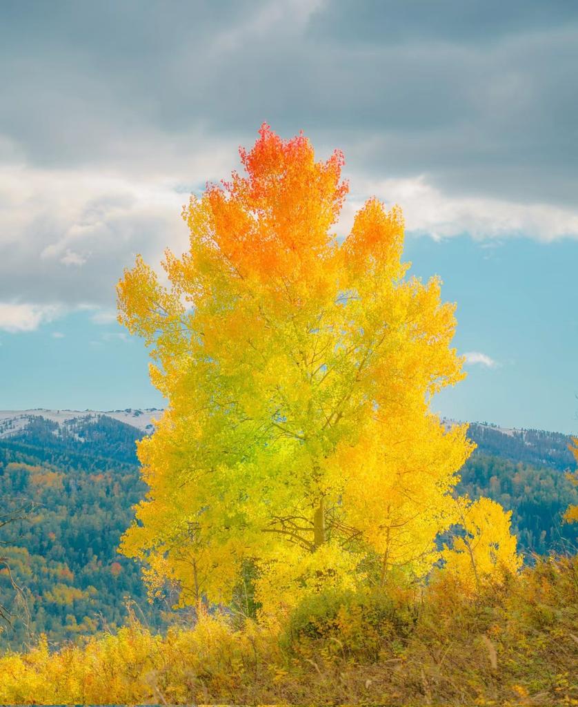 一棵树就是一场盛大的秋天
