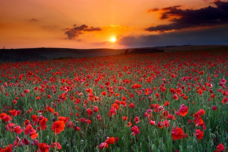 “When you go home, tell them of us and say, for your tomorrow we gave our today"

#RemembranceDay2024 
#RemembranceDay 🌹