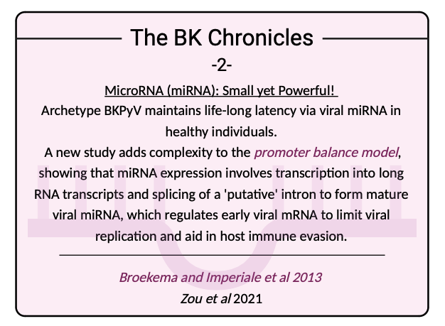 The BK Chronicles -2-: Insightful studies on BKPyV's MicroRNA! 
Check it out: 
doi.org/10.1073/pnas.1…
doi.org/10.1128/jvi.01…
#Virology #virus  #BKPolyomavirus #KidneyResearch #CellBiology #immunsystem  #Science