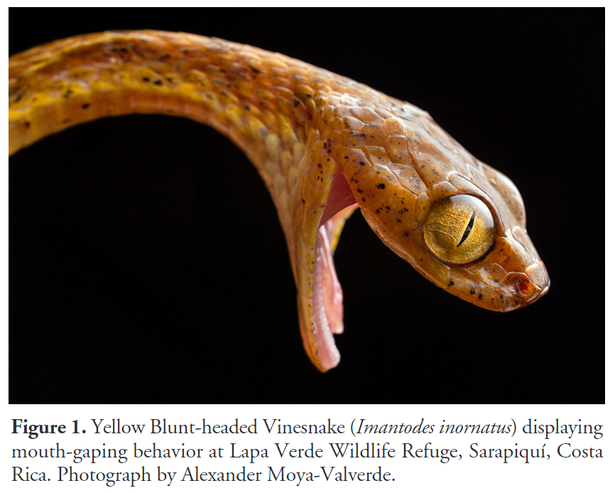 Reptiles and Amphibians Journal tweet media