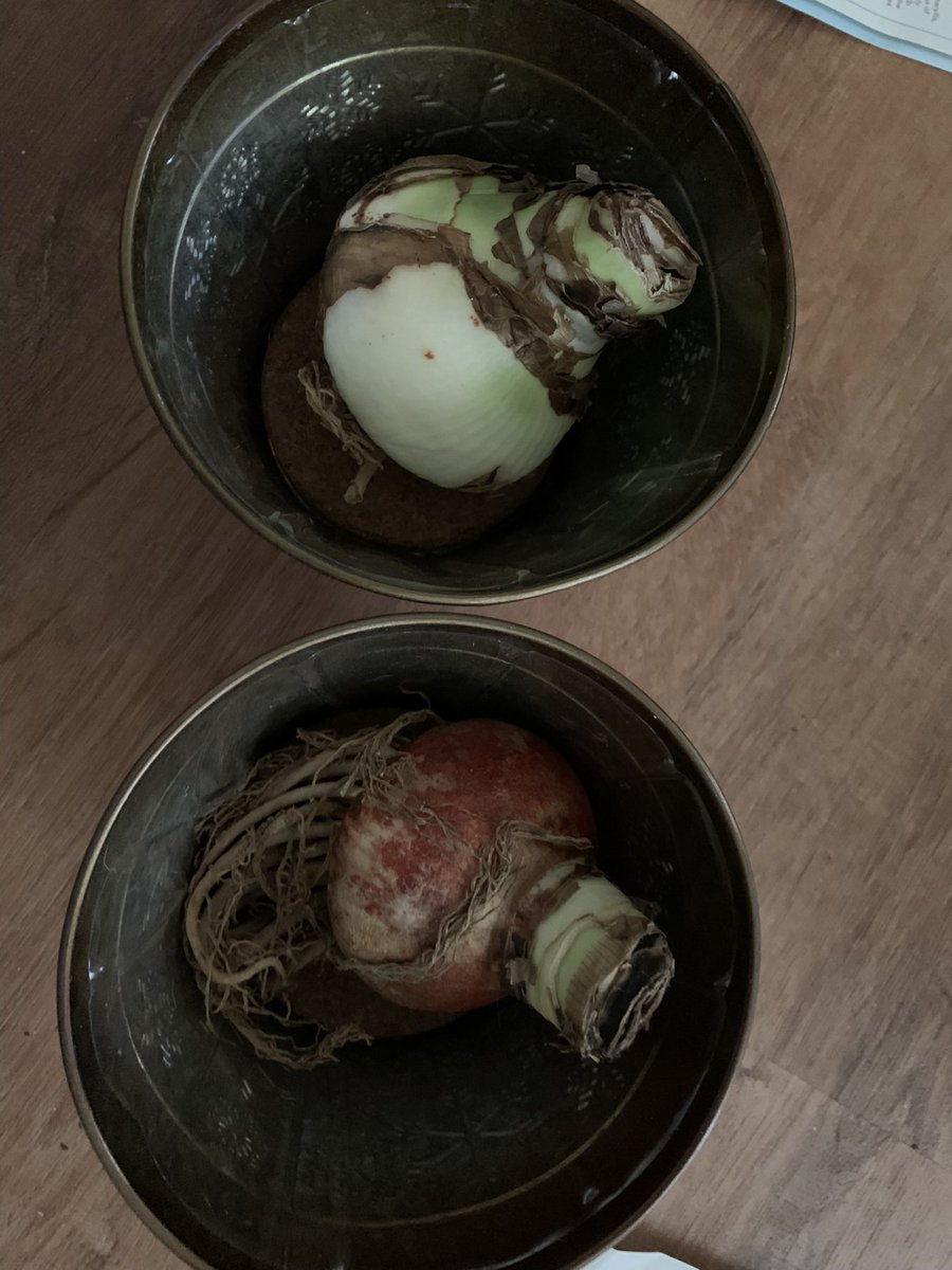 Good morning from a chilly North Carolina.
I’m waiting for it to warm up a little before I plant my Jumbo Double Amaryllis. 💕🩵