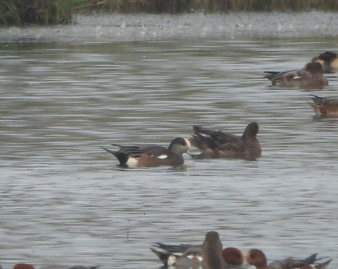 Duncan Bye (@duncbye) on Twitter photo The drake American Wigeon back at Bank Island <a href="/LDV_NNR/">LDV NNR</a> this afternoon after not being reported for a week or so. <a href="/YorkBirding/">York Birding</a> <a href="/nybirdnews/">NorthYorksBirdNews</a> The drake American Wigeon back at Bank Island <a href="/LDV_NNR/">LDV NNR</a> this afternoon after not being reported for a week or so. <a href="/YorkBirding/">York Birding</a> <a href="/nybirdnews/">NorthYorksBirdNews</a>