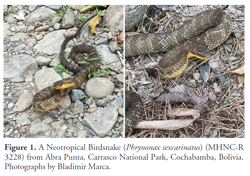 Reptiles and Amphibians Journal tweet media