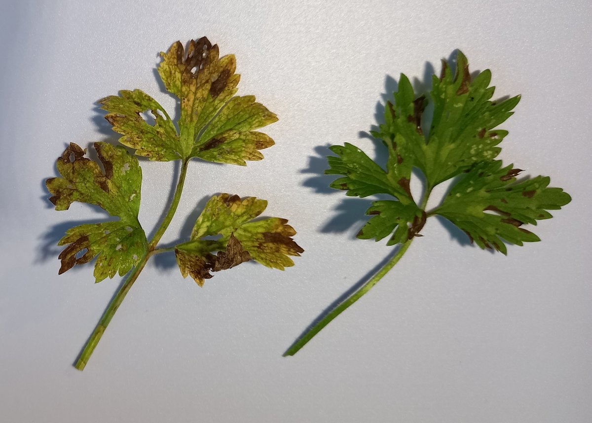 Two different diseases on Ranunculus repens. Leptotrochila ranunculi on the left with yellowing around brown rotting areas and apothecia not restricted to brown areas. Ramularia simplex on the right with veins delimiting black infected areas where sporulation occurs.