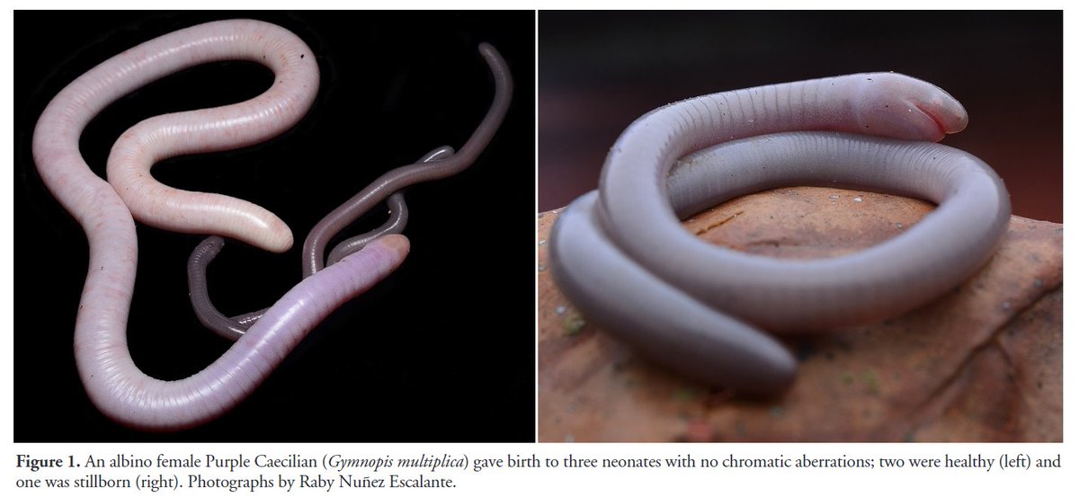 Reptiles and Amphibians Journal tweet media