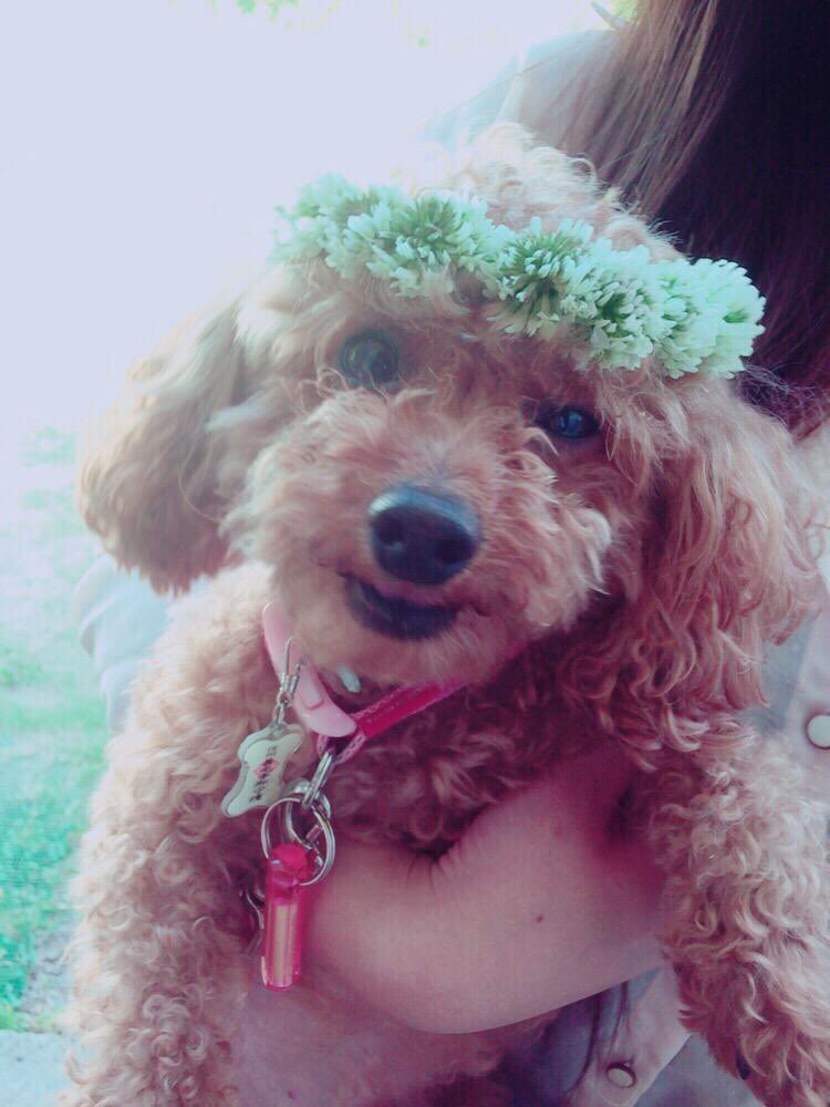 G_A0927's tweet photo. またいつかお外で一緒に遊ぼうね🌻
ずーっとずっと大好きだからね
ロアくんに出会えてあーちゃんは幸せだったよ
八木家に来てくれてありがとう https://t.co/UvJdd9VUYE