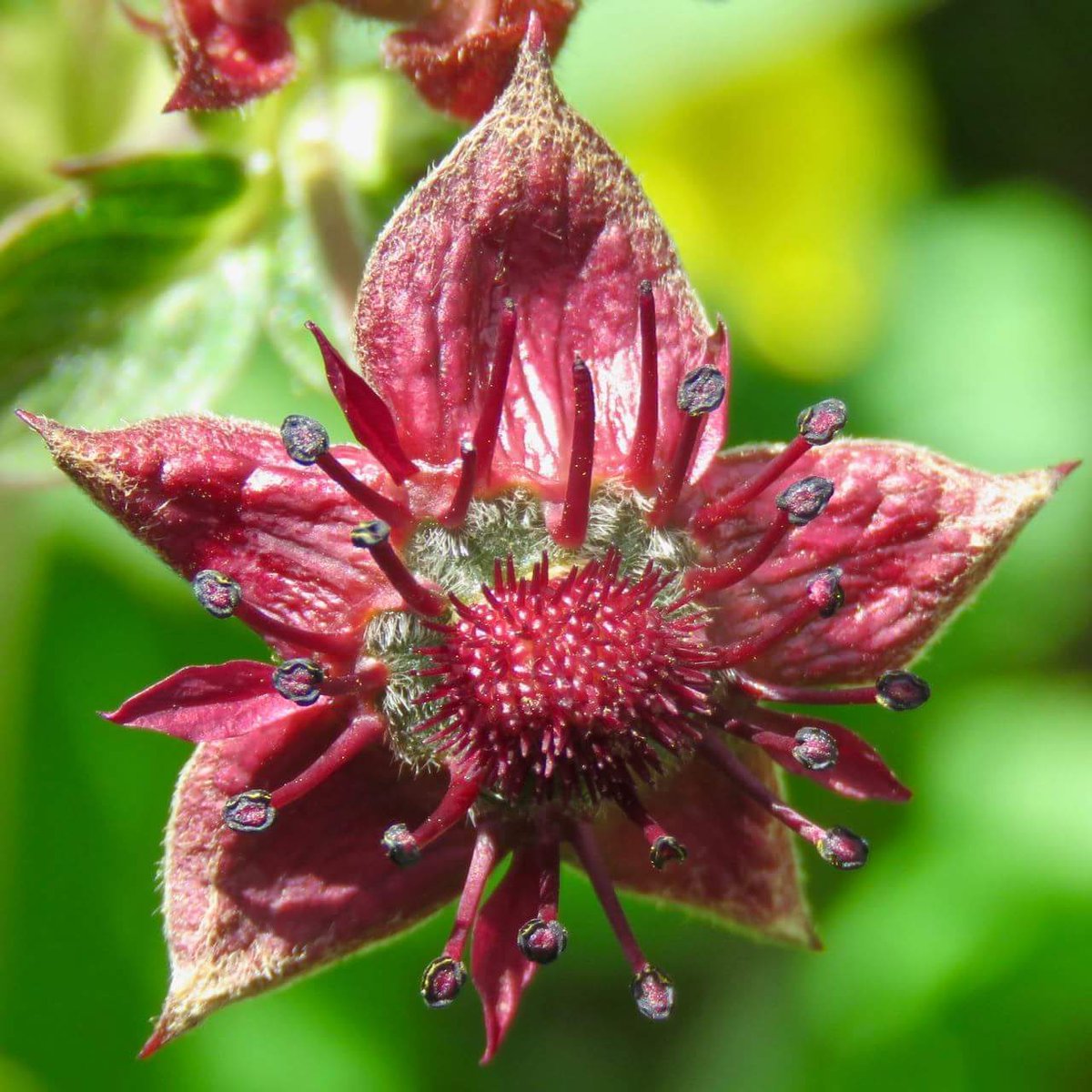 The next webinar from our <a href="/daera_ni/">DAERA</a> funded Northern Ireland Botanical Skills Project is 'Getting Started with Flower Anatomy' on Tuesday 12th November. It can be booked (along with the rest of our talks) here: bsbi.org/botanical-skil…