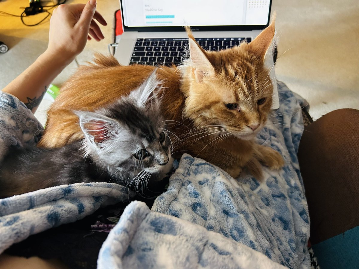 My MA Research Paper is finally finished &amp; published on my blog! 💫📝 ‘Cults of Scale: How Art Can Support Recovery from Abuse of Power’ - You can read it here: madeleinakayart.com/post/ma-resear… 

With thanks to my moral support kitties for being there every step of the way! 😻😻