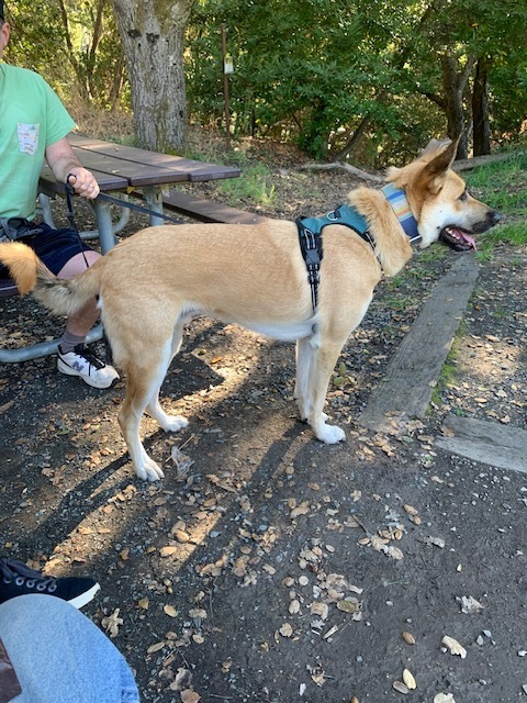 Baxter is a 2 year old male Anatolian/GSD mix who is friendly with other dogs &amp; people - he loves toys, a good rough and tumble dog play session, lives with a guinea pig (so "may be" okay with a cat), and likes car rides.
wagtopia.com/search/pet?id=…
#AdoptDontShop #GSD #RescueDogs