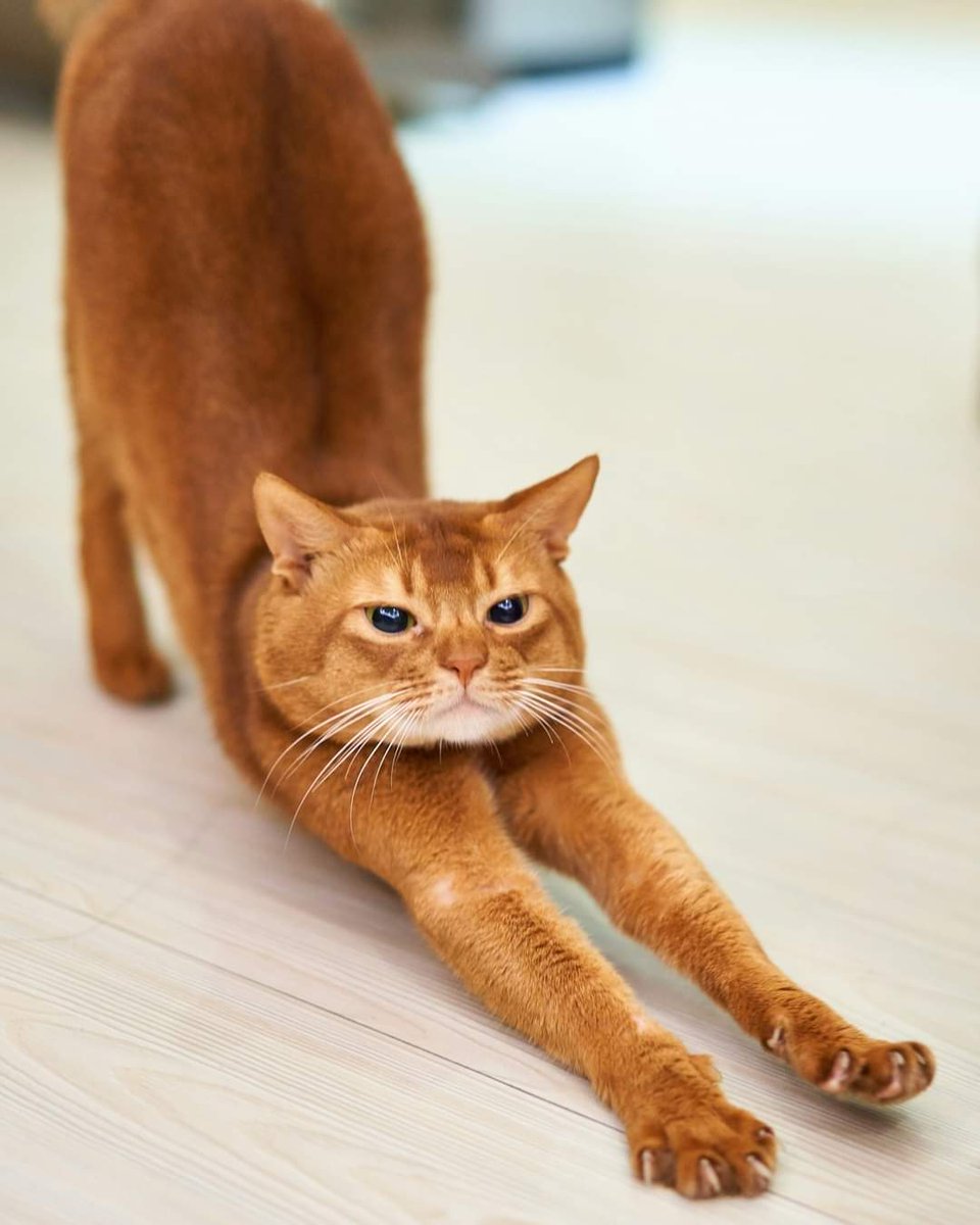 Did you know? The Hungarian word for “quotation marks,” macskaköröm, literally translates to “cat claws” 🐾