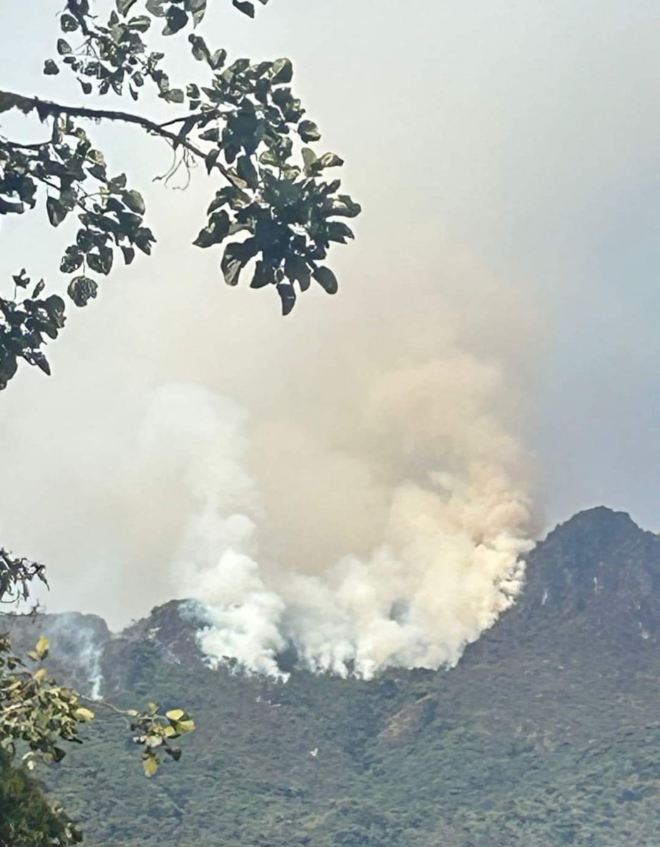 PRENSAVirtual_'s tweet photo. A llorar #Azuay, 

Por: @KabirMontesinos

El incendio en el bosque las Américas sector #Chaucha, era el último regulador del clima hacia #Cuenca, formador de nubes, una frontera del viento, refugio de innumerables formas de vida. 

El principal formador de lluvia para las Quimsacochas y por ende aguas para el Yanuncay.

La última frontera boscosa que protegía el avance del desierto verde. ( Agricultura, ganadería y más ahora se considera desierto verde, ya q no aportan nada al ecosistema).

Así el Azuay se convierte en un desierto y las sequías serán más extensas, con lluvias por sectores, fuertes y causantes de inundaciones repentinas y rápidas, por nuestra topografía serán veloces y destructivas. Sin bosques, sin páramos, el agua tiene vía libre para hacer de las nuestras ( de las suyas no se puede decir porq nosotros le hemos dado esa vía).

Queremos luz pero jugamos a destruirla, queremos agua y desperdiciamos la naturaleza, quien nos entiende.

La lucha por esto debería ser ecuatoriana al máximo, compartimos lo que el pueblo de Valencia hizo por su hogar, el nuestro está peor q Valencia pero no sentimos lo que ocasionará por nuestra comodidad de ciudad, "navidad, fin de año, fiestas de Cuenca, y seguro el consumismo en el que estamos metidos"

Para el alcalde basta de fiestas y gastar el dinero en comprar diversión para callar de cierta manera las necesidades de la gente. Comprando diversión para Cuenca.

Las necesidades ambientales este momento son de extrema prioridad, dejen de jugar gastando plata en fiestas.

Cuencanos hay q parar de consumir, dejar de parecernos al resto del mundo.

La navidad puede ser muy sencilla, no necesitamos luces, bombillos y excentridades como árboles lleno de luces, comida pues colaboremos con los que no tienen, protestemos por las acciones de consumo inadecuado, pongamos un grano de arena al ambiente.

El uso de  Generadores es matarnos lentamente, imaginen poner dentro de su casa y respirar, cuánto dudaríamos ? Eso estamos haciendo con la atmósfera , cuánto va a durar en saturarse ? Aún le queda espacio, pero se va acabando.

En fin

La destrucción de los últimos bosques serán fatales para los próximos años como ciudad.

Las solucion es parar la destrucción de la naturaleza, 
Pensamos en una nueva carretera al Guayas, aeropuerto, parque industrial, etc y nuestra salud que está ligada a la naturaleza?

Perdón pero me siento muy triste ante esta debacle ambiental.

Ojalá las personas que están luchando para estos crímenes ambientales logren parar esto. Es enorme el incendio con árboles milenarios.