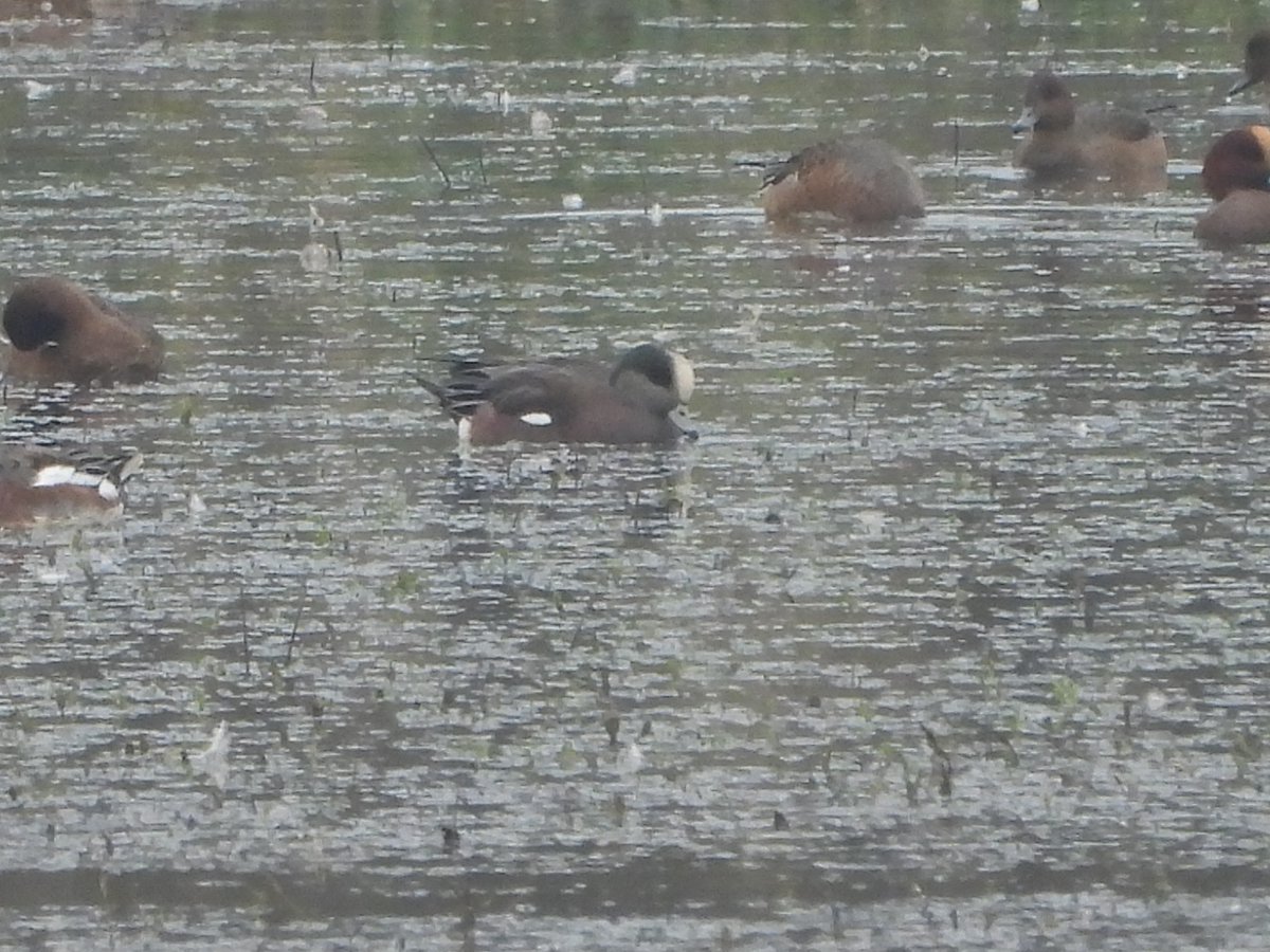 Duncan Bye tweet media