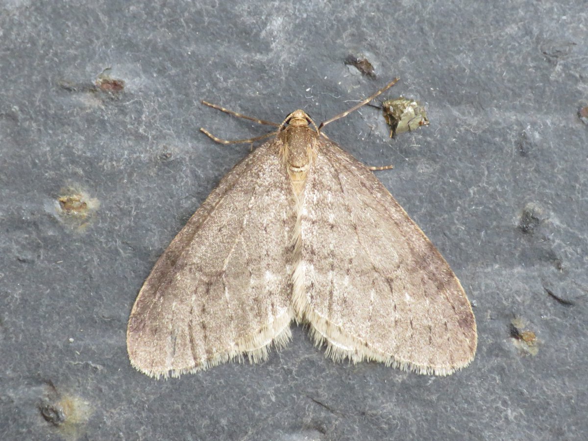Fewer and fewer moths each time I put the trap out this week , but still 15 moths of 10 species last night. Among them was Northern Winter Moth, an occasional visitor to the garden that's easier to find in the woodland up the road #VC64 #Otley <a href="/BradfordNature/">Bradford Nature</a> <a href="/BritishMoths/">British Moths</a>