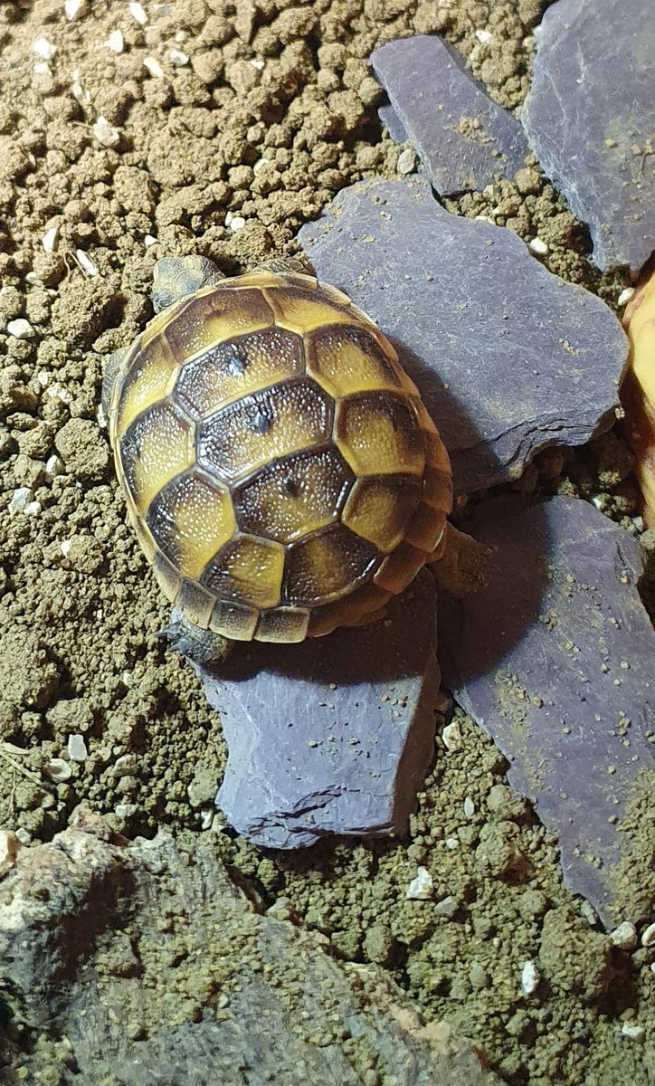 Not to sound like some overzealous Esio Trot motherfuckers but our baby tortoise has gained a gram in her first week here and we are PROUD. #TegRebbigRebbig