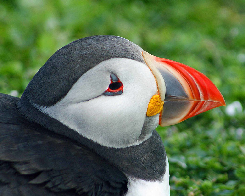 PuffinsDaily's tweet photo. Close up puff #puffins https://t.co/Wn5yoXISNH