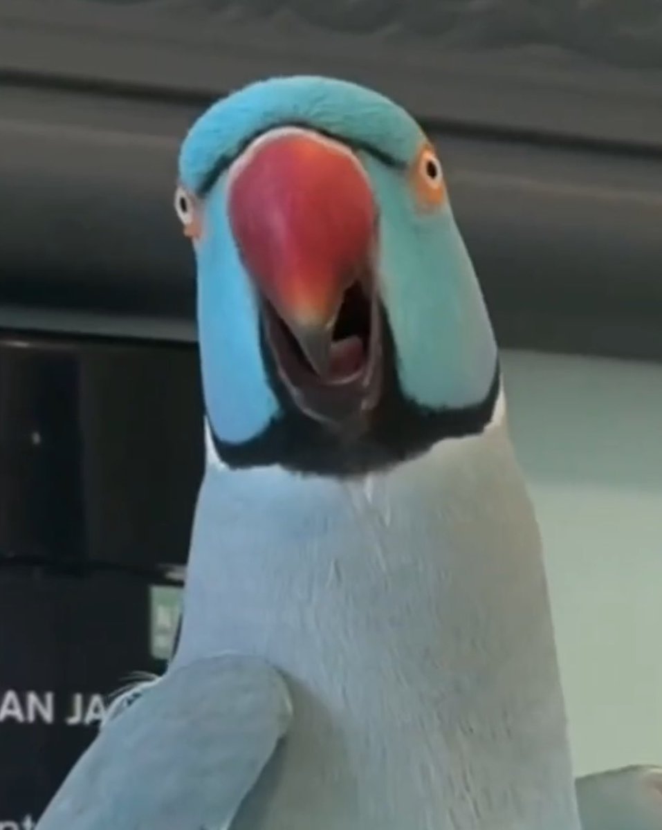 ben3fiddler's tweet image. Caption these photos into memes. 
#whatdoyoumeme