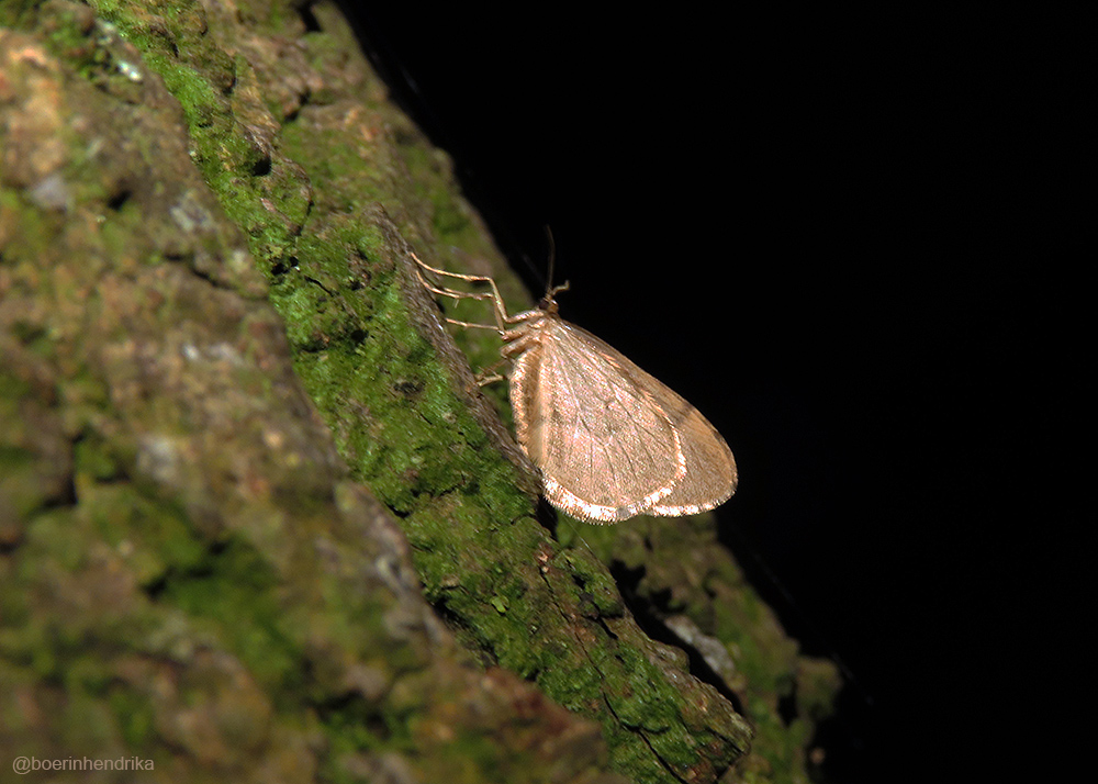 boerinhendrika's tweet image. Er zaten 2 #kleine_wintervlinders op het raam vd buitendeur. Daarom met een🔦op de stammen vd eiken op het erf geschenen. Daar zaten meerdere exemplaren. Vliegtijd: begin oktober-half december.

#nachtvlinders #insecten #insectenopdeboerderij 
#boerennatuur💚
#gangbare_landbouw🍀