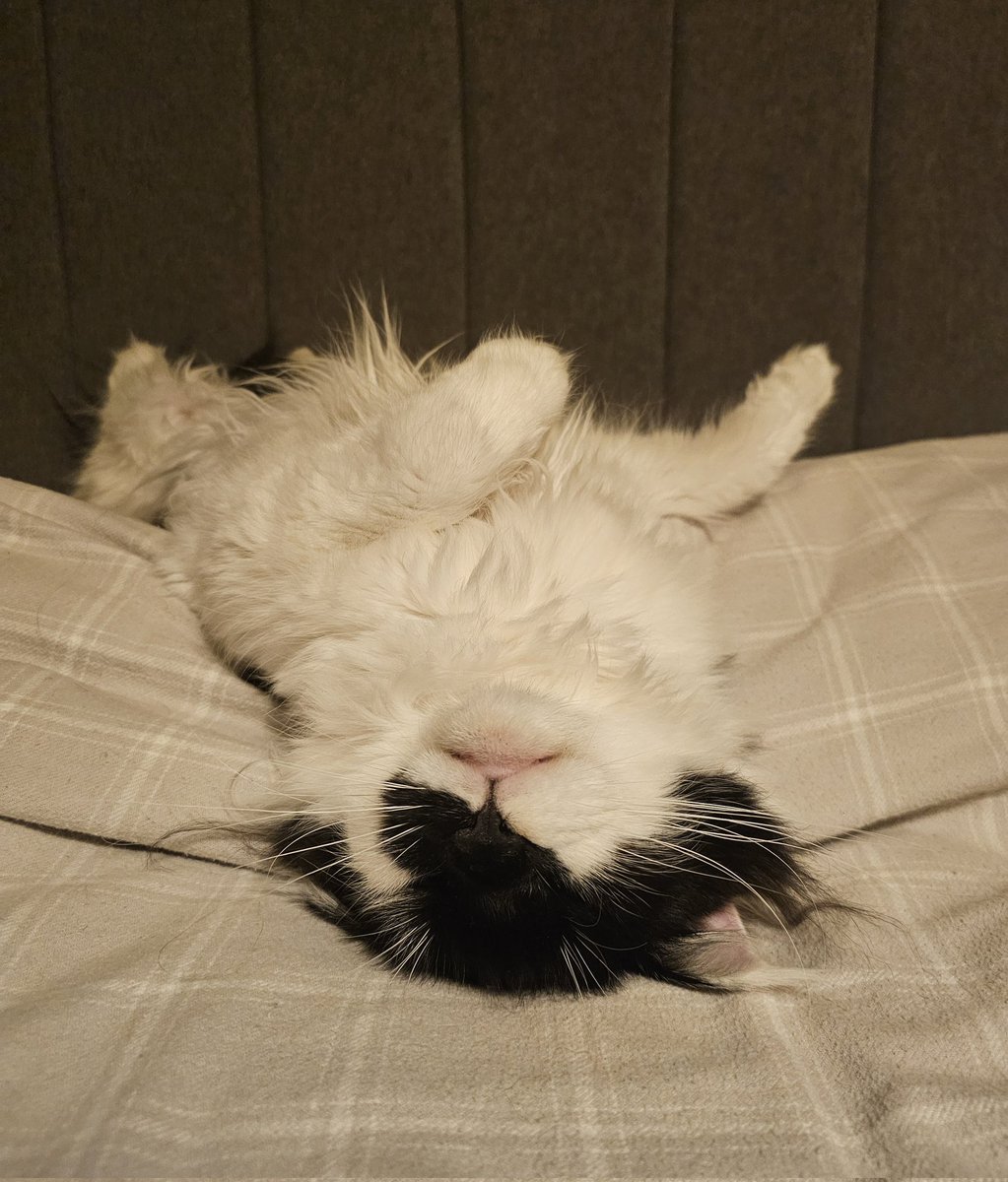 JoJoTrainers's tweet image. Not sure she's quite relaxed enough ? #badpanda