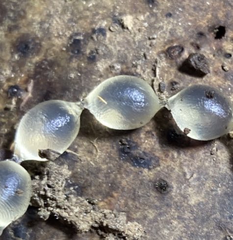 Steve Coates tweet media