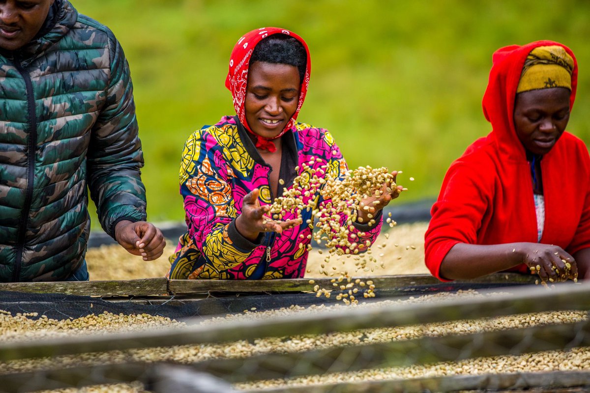 From Rwanda’s Farms (mostly women)to Your Cup!

At Votre Café, every cup tells a story of hard work and dedication. 

Our coffee is grown with care in Rwanda, from  growing to processing at the washing stations. We’re proud to support the communities behind each bean.