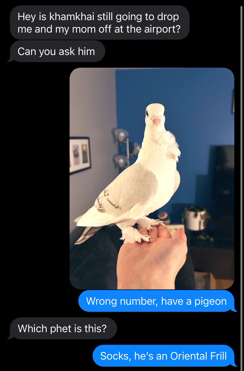 Shasta.bird.gay (@shastamagpie) on Twitter photo 