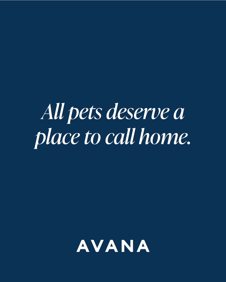 Avana tweet media