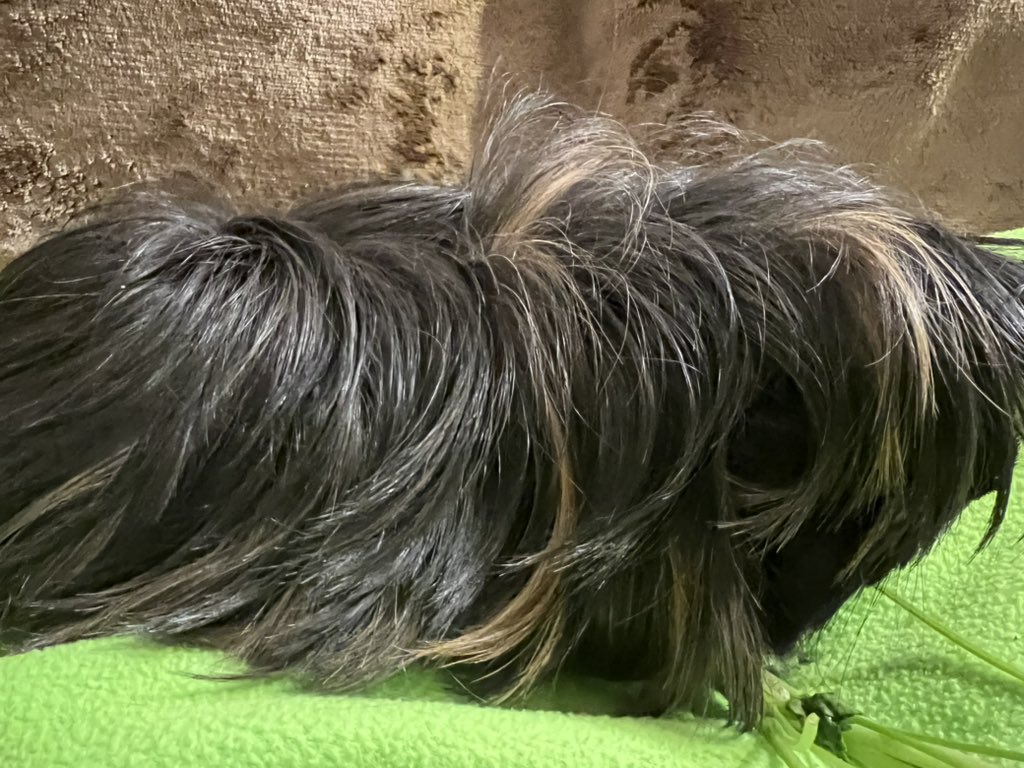 Susan Walker tweet media