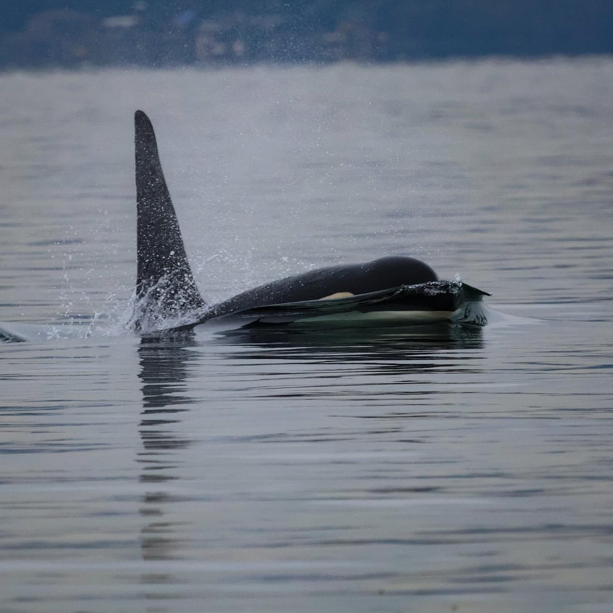 We are sad to share that K26 Lobo is missing. The Center for Whale Research, who conducts the population census, has reported that K26 has not been present in their past three encounters with K Pod. He was last seen in July 2024.

📷 K26 Lobo
