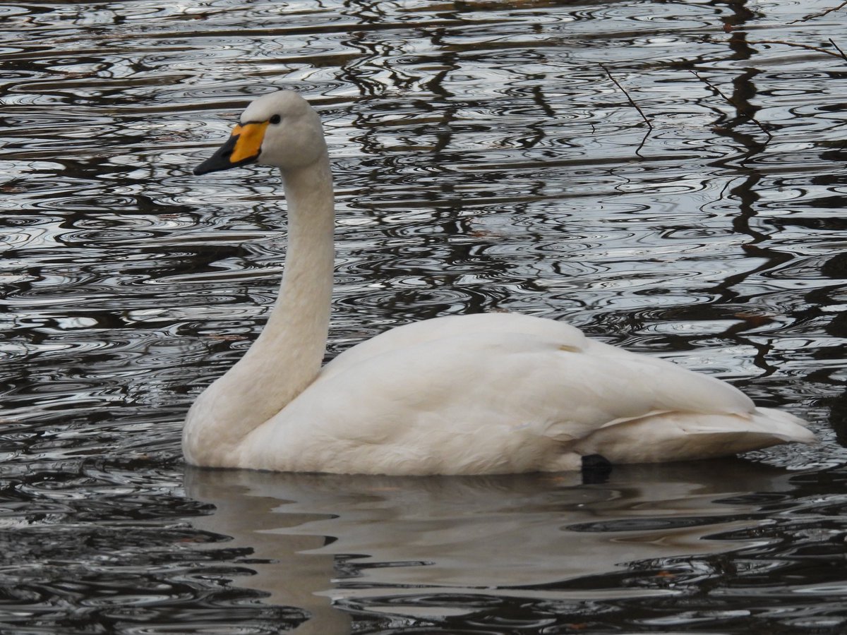 Mandarin and Whooper Swan at Stewart Park this afternoon. <a href="/teesbirds1/">teesbirds</a>
