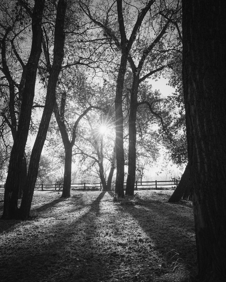 kevinosx's tweet image. A cold, below-freezing morning, with no clouds lots of frost on the ground.

I had gone down to the local nature area to see if there were any birds to photograph, but did come away with some other interesting photos.

Canon R5 • 35 f1.8

35mm • f/16 • 1/60 sec • 125 iso