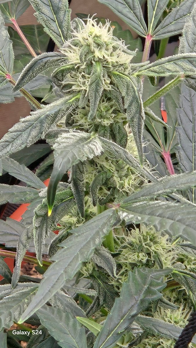 Mango Smile Grape Crinkleberry from <a href="/ForceofNatureCA/">ForceofNatureGenetics</a>