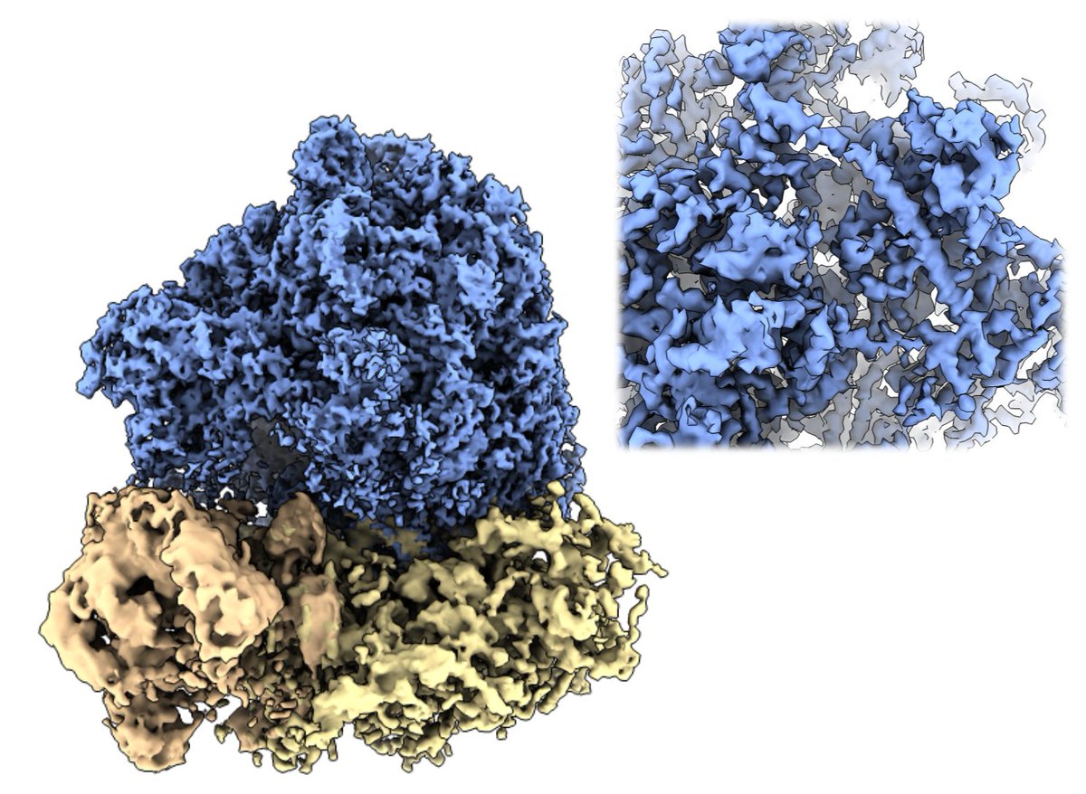 FlorentWaltz's tweet photo. Finally got some time to properly test #RELION5 complete pipeline, starting from raw frames to STA. 22 tilt-series (from EMPIAR-11830), picking done with pytom, 14600 final particles, FSC 4.1-ish on the LSU (Nyquist bin1 3.8). Ofc it's a ribosome π
but now I can try with smth .. https://t.co/FkgLFdj7d1