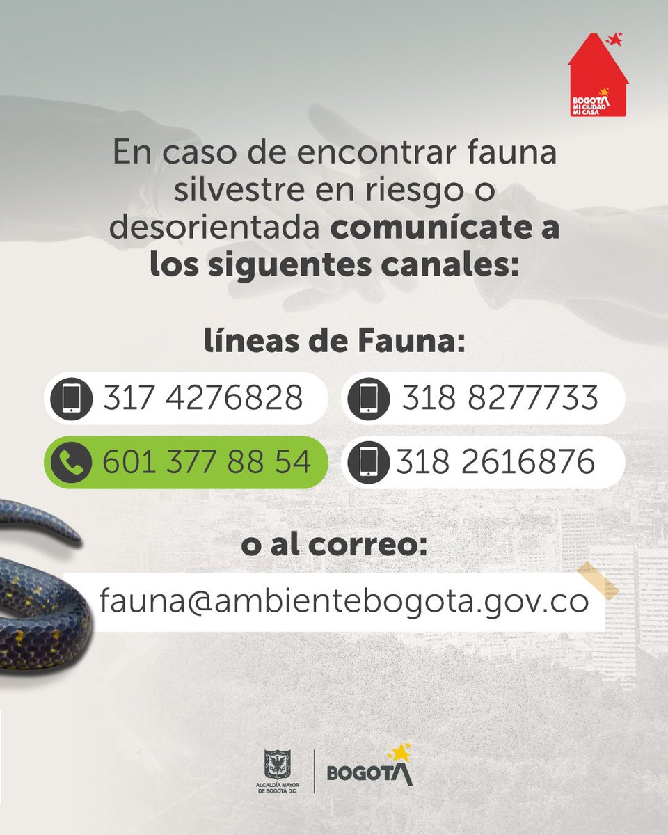 Ambientebogota's tweet photo. Guarda y comparte en tu dispositivo las líneas de atención para reportar fauna en riesgo o en peligro con el aumento de las precipitaciones en Bogotá 🐍🌿 https://t.co/ohYsUDk2Ur