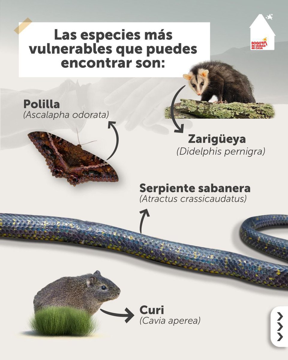 Ambientebogota's tweet photo. Guarda y comparte en tu dispositivo las líneas de atención para reportar fauna en riesgo o en peligro con el aumento de las precipitaciones en Bogotá 🐍🌿 https://t.co/ohYsUDk2Ur