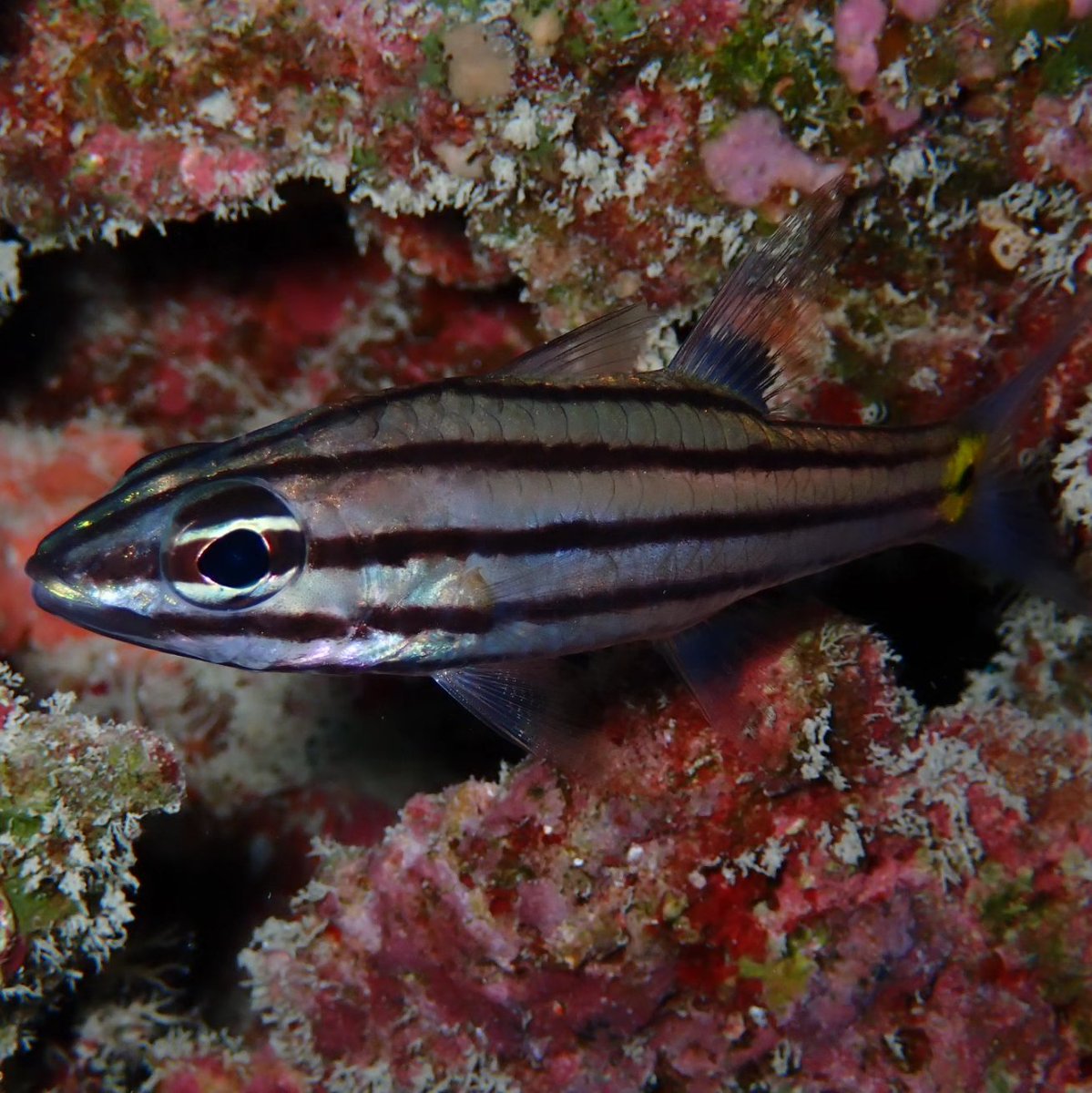 kachua_x's tweet photo. よく見るコ ピントが合ったのでw
お名前初めて知りました
#ヤライイシモチ
#fivelinedcardinalfish
#ダイビング #スキューバダイビング
#座間味 #zamami
#コーラルダイバーズ
#diving #underwater #DIVERMAG
#instadive #scubadiving
#underwaterphotography
#ケラマブルー #keramablue https://t.co/HhNO9B2mZ3
