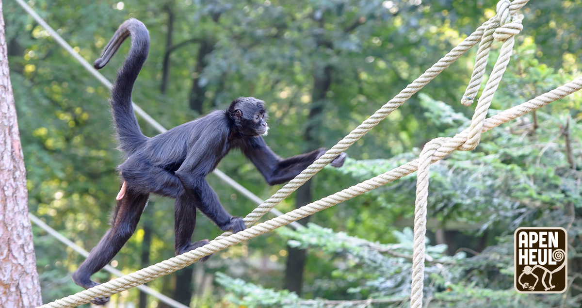 Dit was hem dan, de állerlaatste dag dat we dit jaar open waren! 🐒 Althans, zoals je Apenheul kent...Van 13 december t/m 5 januari beleef je ons park tijdens de eerste editie van Winterheul.

Wat is jouw favoriete Apenheul moment van het afgelopen seizoen? Deel het hieronder! 🥰