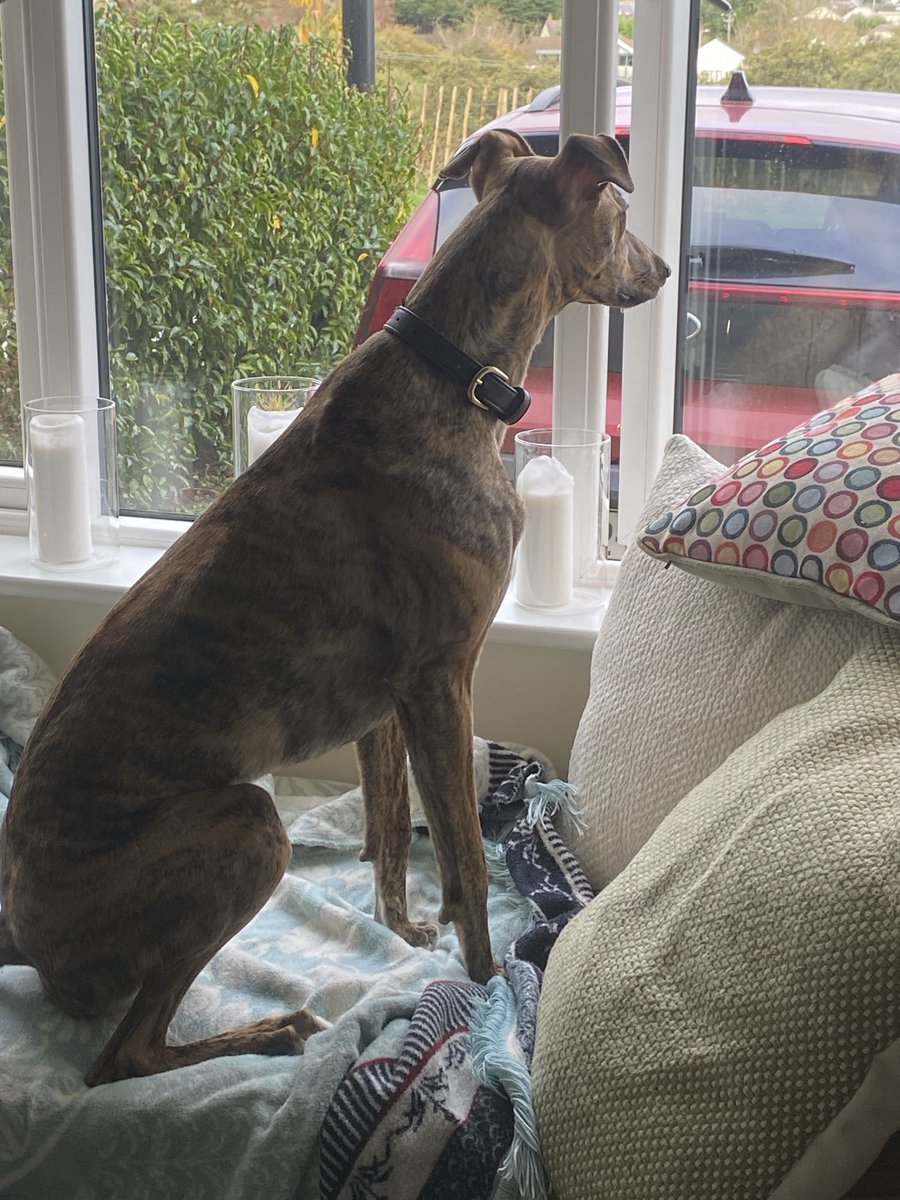 ByrneCocker's tweet photo. Sam is here for #daycare again. Just for a couple of hours but he was sad saying goodbye to his mum.
Daisy has been told to be on #bestbehaviour
Chances ๐๐คญ๐ฌ https://t.co/MCxFScQx1G