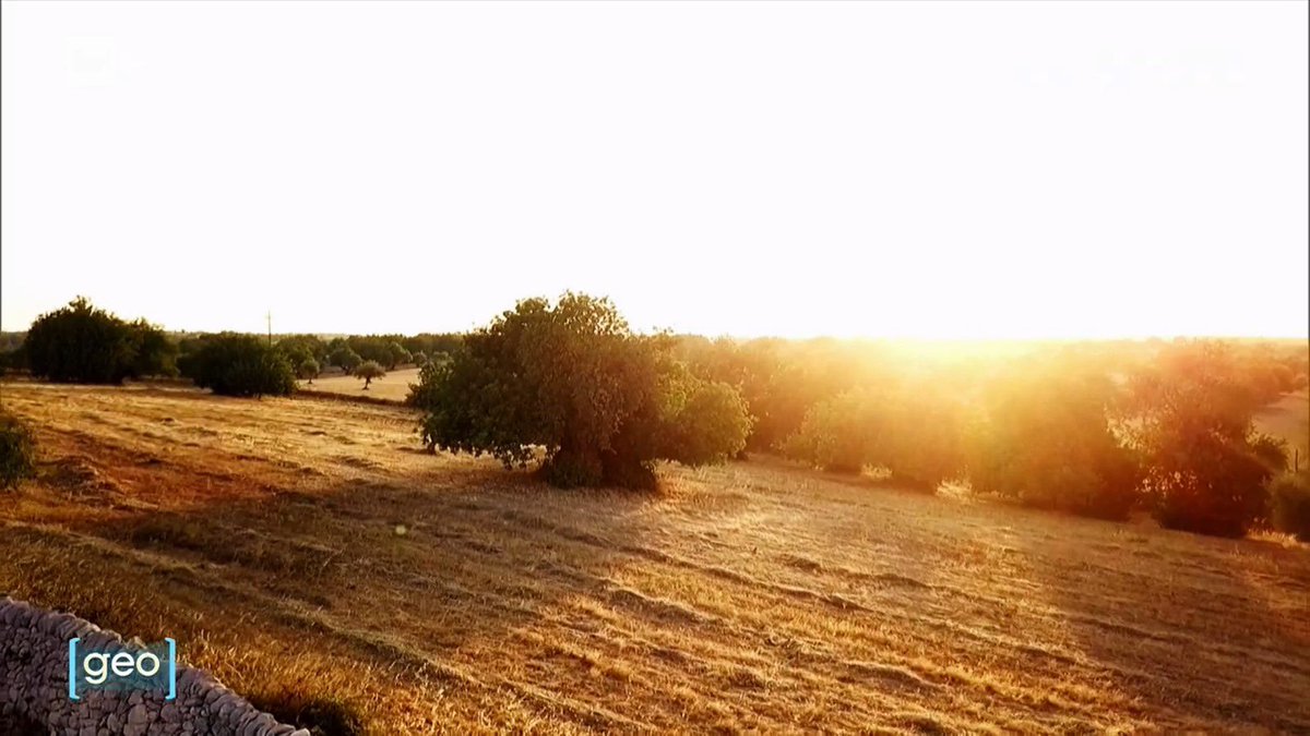 GiusGaleone's tweet photo. Qui il doc "Il carrubo" di Barbara Iannarilli e Giulia Merenda, andato in onda in Geo-Rai Tre del 16 ottobre scorso. Le musiche sono di Mauro Mascolo, la voce è Amina Magi e le🎥immagini mie. ▶️https://t.co/nPJ3xcaHjz https://t.co/siYrLTKknZ