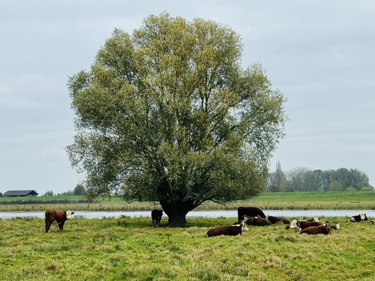 scherders_l's tweet photo. Omdat ik morgen in Kampen moest zijn, een etappe van het #hanzestedenpad gelopen. Van #Zwolle naar #Kampen onder een dik wolkendek gelopen, start Zwolle is mooi, laatste stuk Kampen Top. Ertussen saai, over een langgerekt fietspad. https://t.co/OHHRB5Kjzt