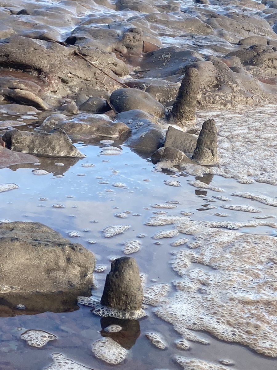 Severn Piscator tweet media