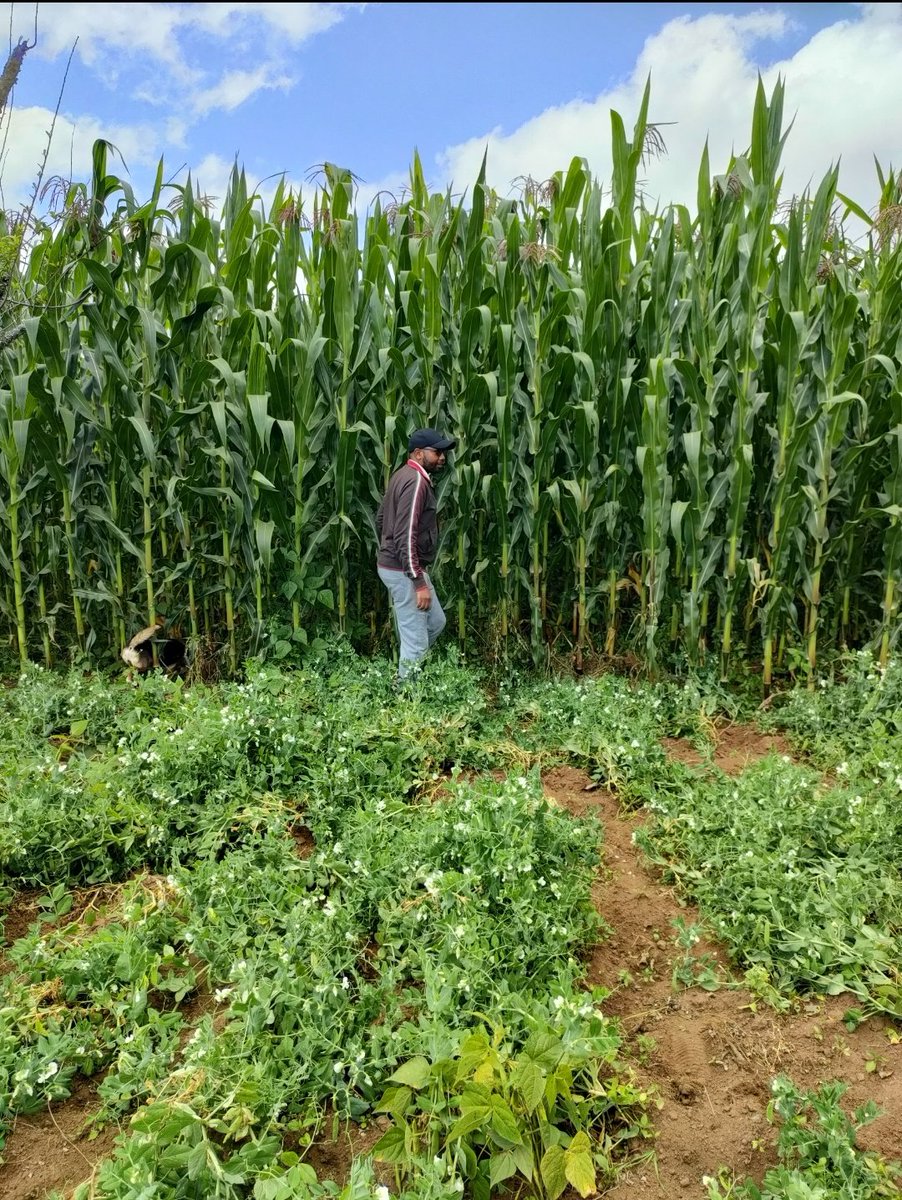 MorrisMaina_'s tweet photo. Key barriers hampering  youth engagement in Agribusiness include limited access to land, funding, training and profitable https://t.co/MWftBuGCRo drive real change,we need to make agriculture accessible, innovative and rewarding. #YouthInAgribusiness 🇰🇪 https://t.co/eswyKkH67G
