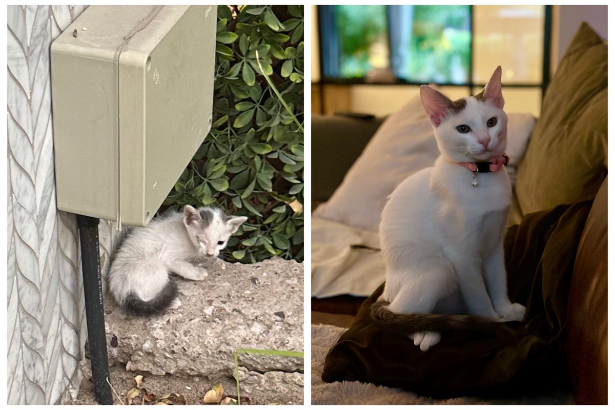 How it started vs how it’s going.

(Although I do feel like the cat is quietly mocking our susceptibility to the Cat Distribution System...)

#cat