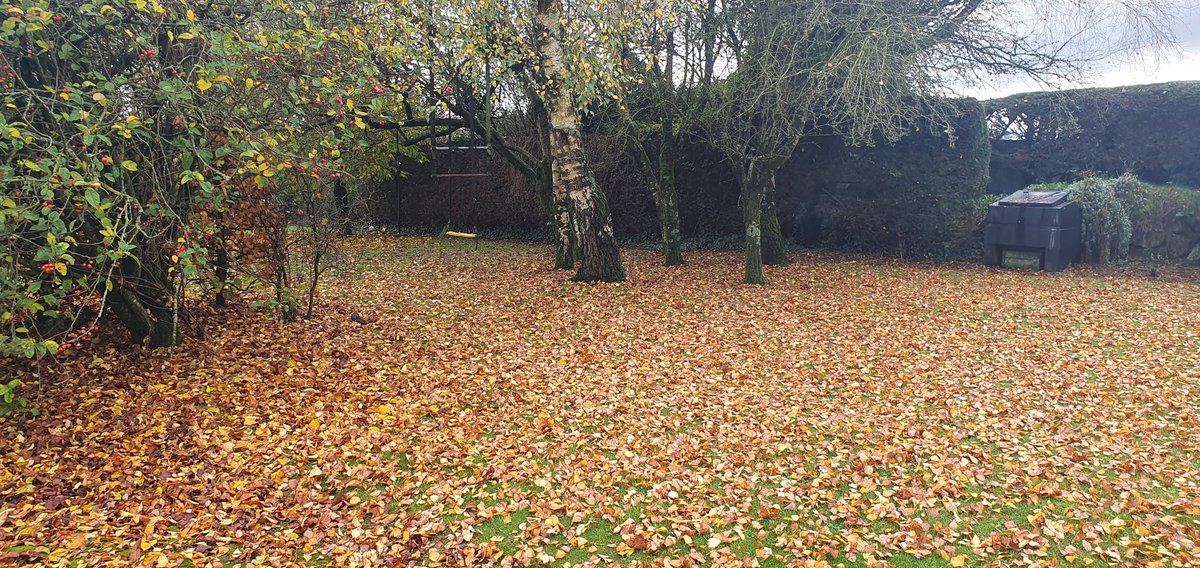Wfskelton's tweet photo. Anybody want to come and rake 😀 https://t.co/bID6yizirJ